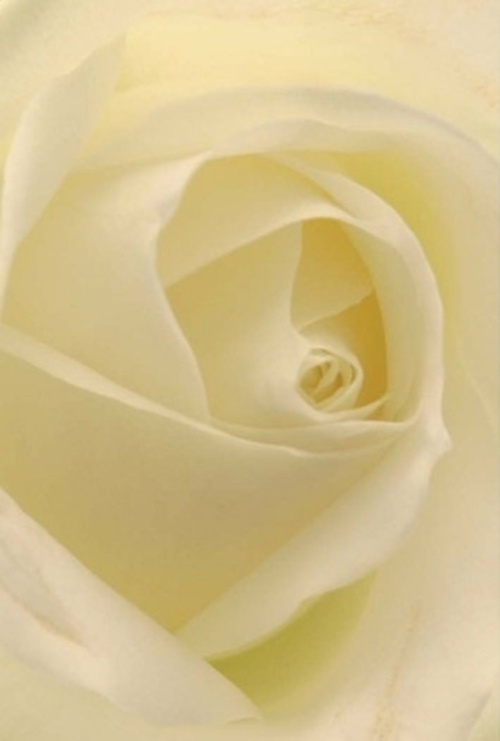 A single white rose, captured in intimate detail, glows with quiet sophistication-much like the refined corners of South Kensington itself. Drawing closer, you notice each petal layers atop the next, creating a gentle swirl at the core that suggests both tranquility and resilience. Subtle harmonies of white and cream play across the bloom, with delicate shadows artfully flowing along the petals, as if caressed by the soft illumination streaming in from a nearby window on Thurloe Place. The rose's near-translucent outermost petals seem fragile yet perfectly ordered, an expression of heartfelt intention and sensitive craftsmanship. As a florist familiar with South Kensington's unhurried rhythms and timeless elegance, I see this rose as a fitting centrepiece-whether gracing a wedding table at the V&A, symbolising a fresh start, or marking a sincere apology. The flower's subtle variations in colour and light evoke purity, drawing out a sense of serenity and understated luxury. Even from a distance, one can imagine the crisp, gentle fragrance filling a home or bringing comfort, embodying the unique artistry and empathy that define floral arrangements in this beloved neighbourhood. With each petal meticulously placed, this rose is poised for any occasion-an everlasting symbol of hope, tenderness, and refined beauty, available for delivery throughout South Kensington and its leafy lanes.